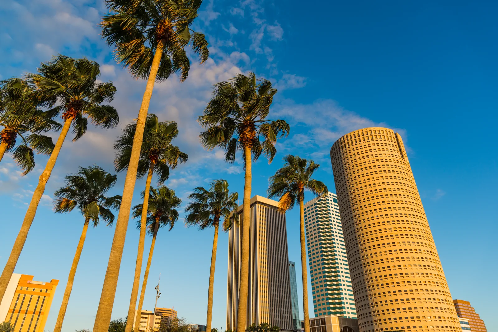Tampa commercial skyline with palm trees